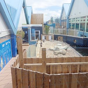 Humboldt Penguin enclosure and pool