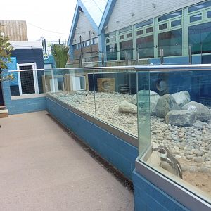 Humboldt Penguin enclosure and pool