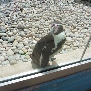 Humboldt Penguin