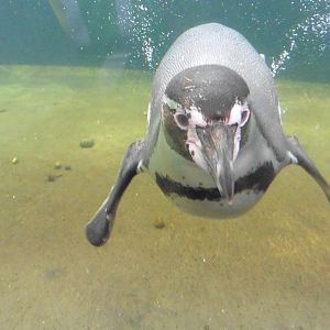 Humboldt Penguin enclosure and pool