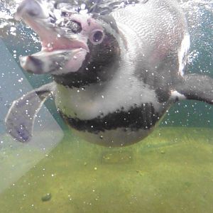 Humboldt Penguin