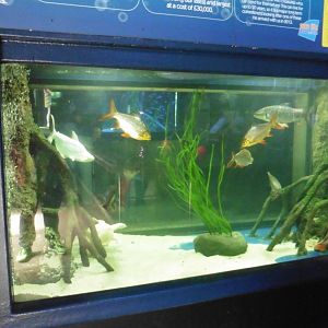 Southeast Asian fish