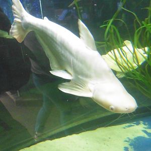 Southeast Asian fish