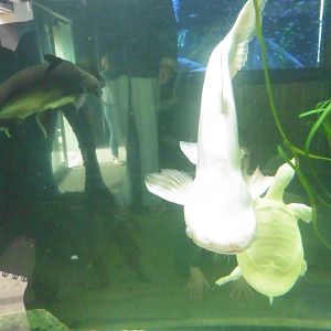 albino Iridescant Shark Catfish,albino Chinese Softshell Turtle