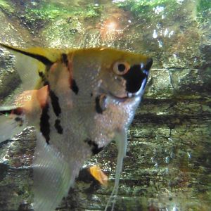 Freshwater Angelfish