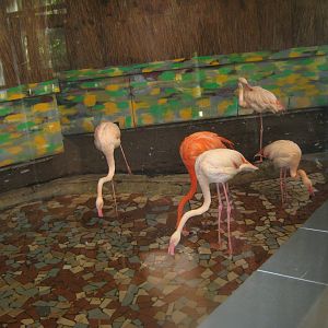 Riga Zoo - Flamingo house - Flamingo indoor exhibit
