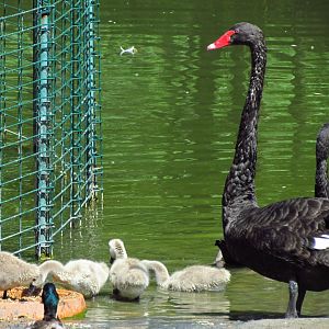 Black swan with chicks