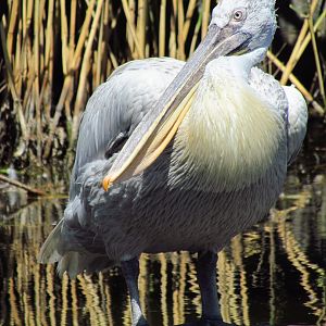 Dalmatian pelican