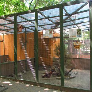 Mixed exhibit: Temminck's tragopan, starlings, blackbird