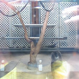 Lion-tailed macaque exhibit