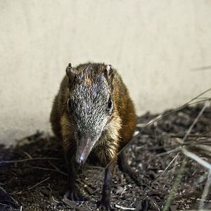 Checkered elephant shrew, Rhynchocyon cirnei