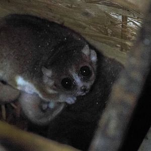 Ganzhorn's mouse lemur, Microcebus ganzhorni
