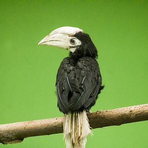 Palawan hornbill, Anthracoceros marchei