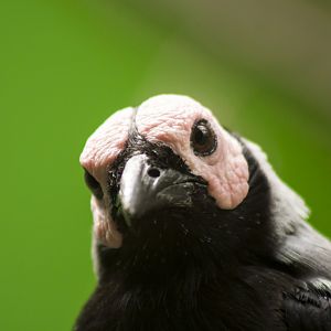 Coleto, Sarcops calvus