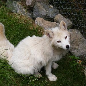 Arctic Fox