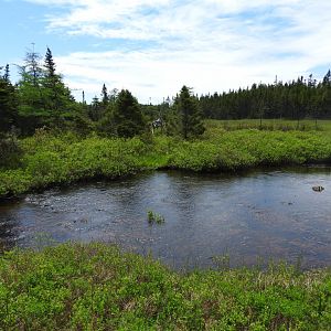 Bald Eagle enclosure
