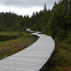 Boardwalk through the forest