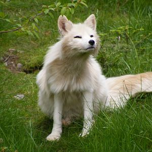 Arctic Fox
