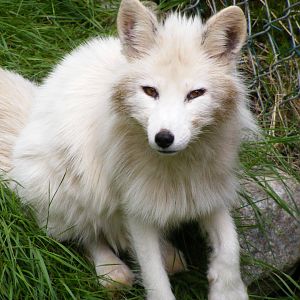 Arctic Fox