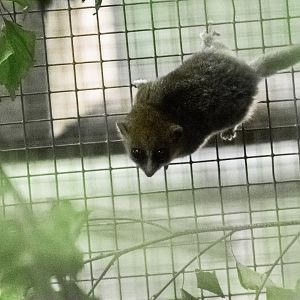 Goodman's mouse lemur, Microcebus lehilahytsara