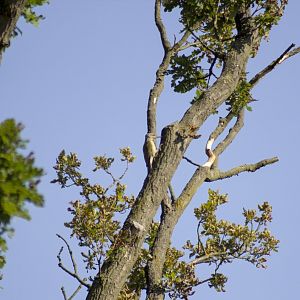 Grey-headed woodpecker, Picus canus canus