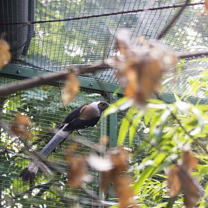 Sumatran treepie, Dendrocitta occipitalis