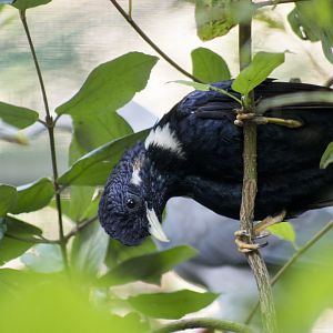 Sulawesi myna, Basilornis celebensis