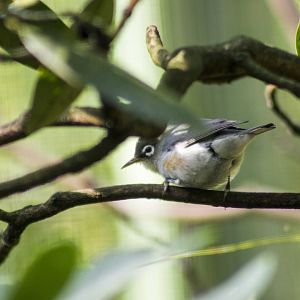 Chestnut-flanked white-eye, Zosterops erythropleurus