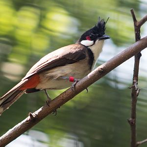 Red-whiskered bulbul