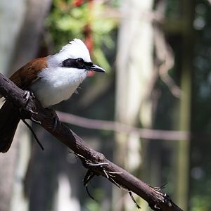 White-crested laughingthrush