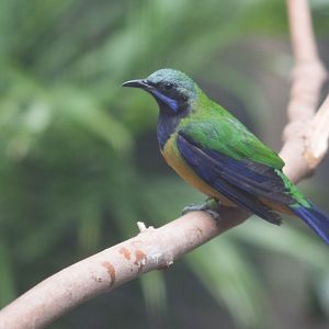 Orange-bellied leafbird