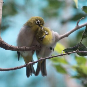 Japanese white-eye courtship