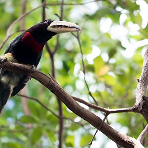 Ivory-billed aracari