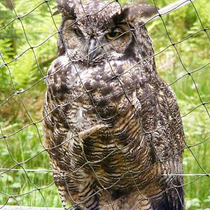 Great Horned Owl