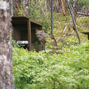 Canada Lynx