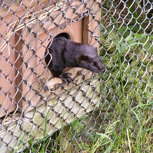 American Mink
