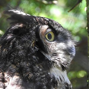 Great Horned Owl