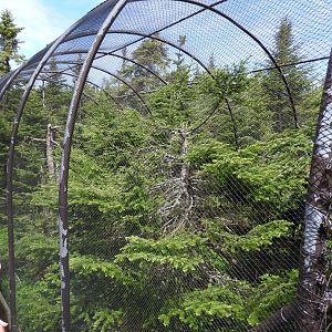 Northern Goshawk aviary