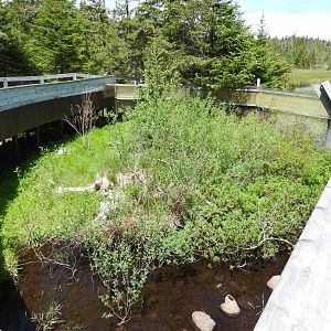 American Mink enclosure