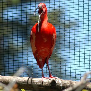Scarlet Ibis