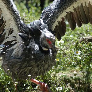 Crested Screamer