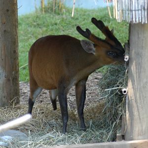 Indian Muntjac