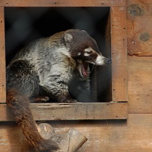 White-nosed Coati