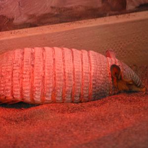 Hairy Armadillo