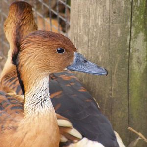 Fulvous Whistling Duck