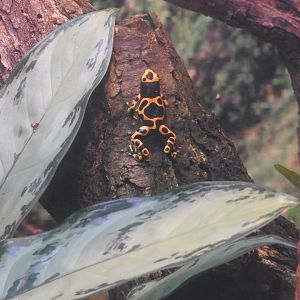 Orange and Black Poison Frog