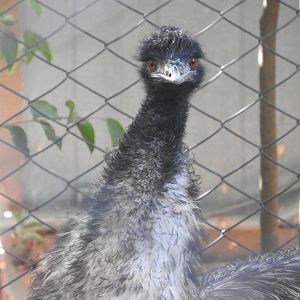Emu