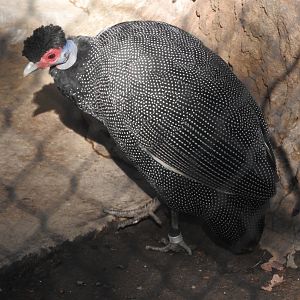 Crested Guineafowl