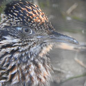Greater Roadrunner