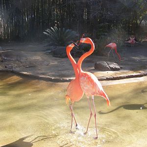 American Flamingos